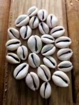 Cowrie Shell Ivory Colour 15mm (sizes may vary) R50 (25 pieces)