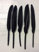 Feathers Black R35 20 Pieces, these are Lovely and Firm, Perfect for Crafts, Sizes vary slighly 12-15cm